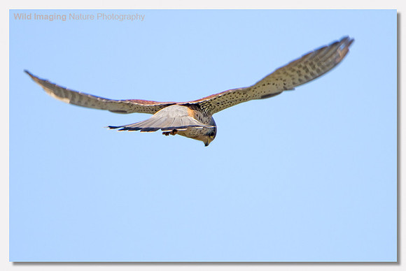 Kestrel - Falco tinnunculus