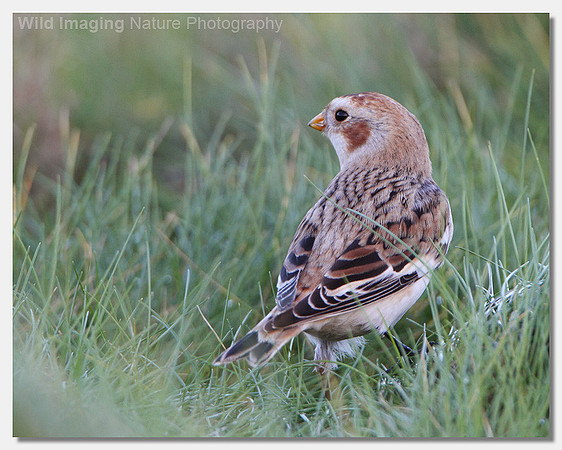 Snow bunting - Plectrophenax nivalis