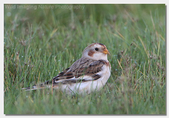 Snow bunting - Plectrophenax nivalis