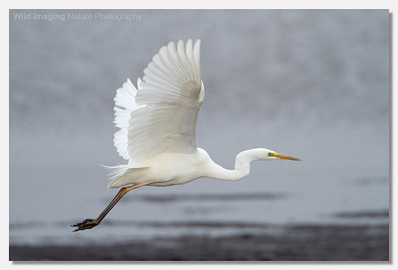 Great white egret - Ardea alba