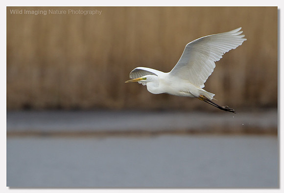 Great white egret - Ardea alba