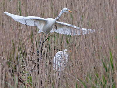 Great white egret - Ardea alba