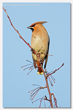 Waxwing - Bombycilla garrulus