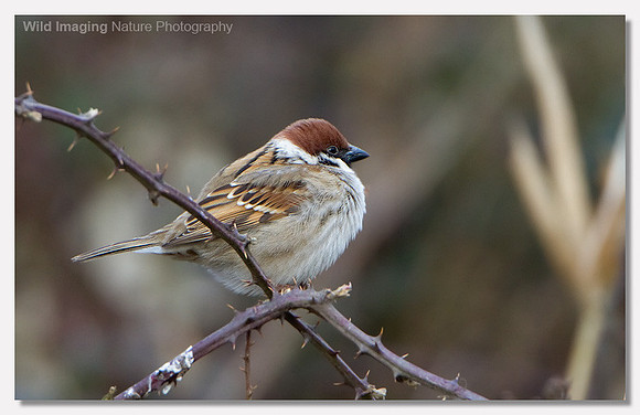 Tree sparrow - Passer montanus