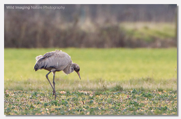Common crane - Grus grus