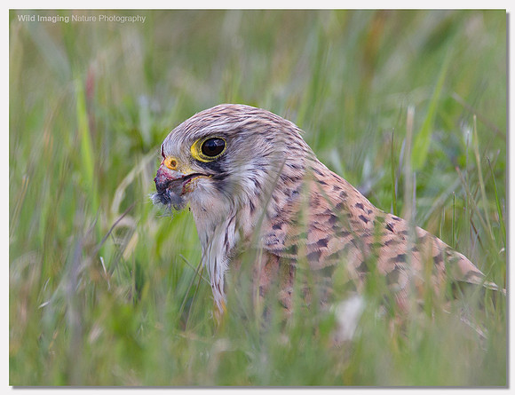 Kestrel - Falco tinnunculus