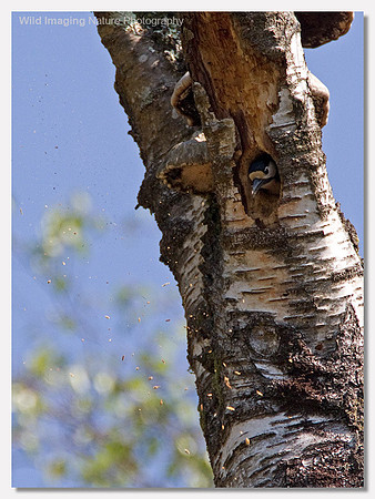 Great spotted woodpecker - Dendrocopos major