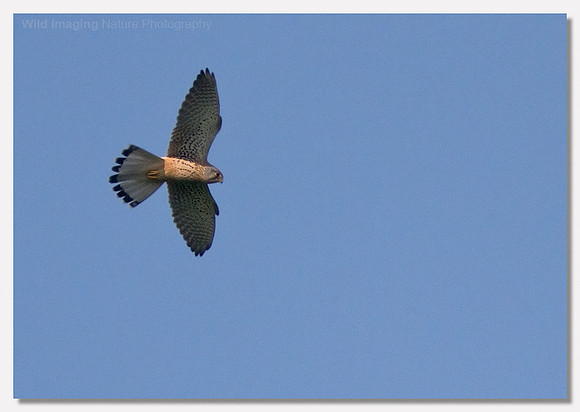 Kestrel - Falco tinnunculus