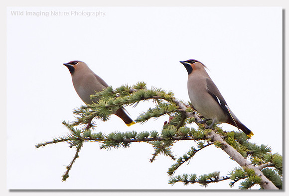 Waxwing - Bombycilla garrulus
