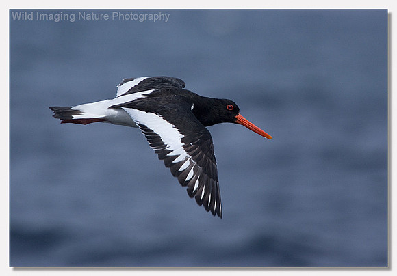 Oystercatcher - Haematopus ostralegus