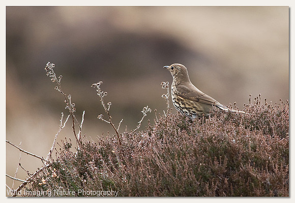 Song thrush - Turdus philomelos