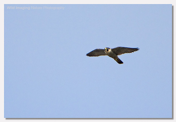 Peregrine falcon - Falco peregrinus