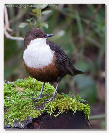 Dipper - Cinclus cinclus