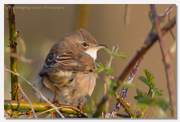 Whitethroat - Sylvia communis