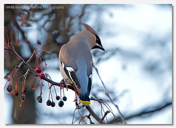 Waxwing - Bombycilla garrulus