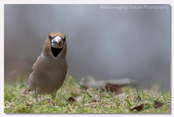 Hawfinch - Coccothraustes coccothraustes