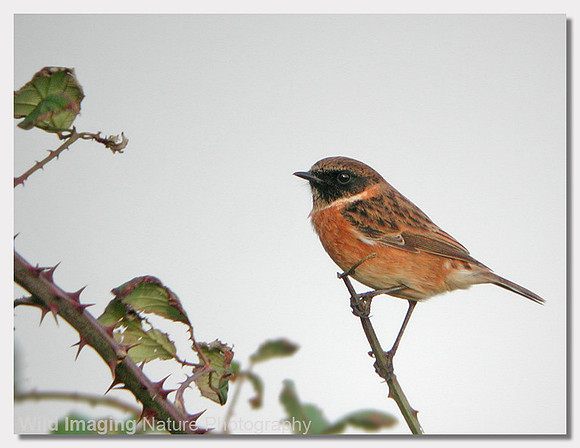 Stonechat - Saxicola torquata