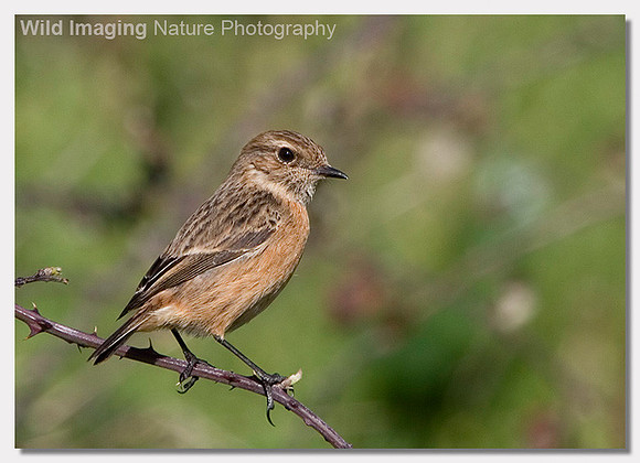 Stonechat - Saxicola torquata