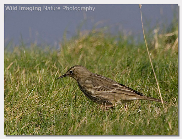 Rock pipit - Anthus petrosus