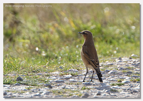 Wheatear - Oenanthe oenanthe