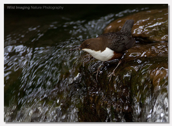 Dipper - Cinclus cinclus