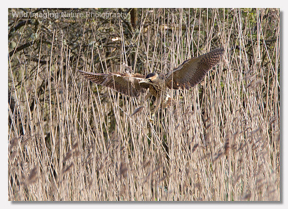 Bittern - Botaurus stellaris