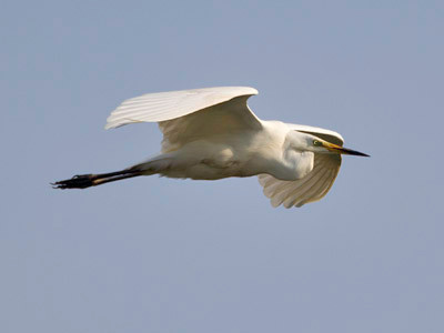 Great white egret - Ardea alba