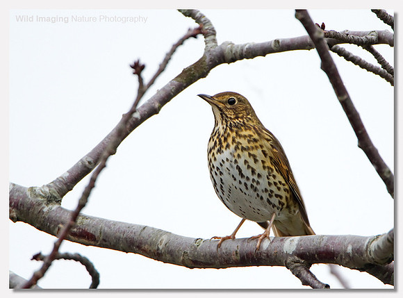 Song thrush - Turdus philomelos