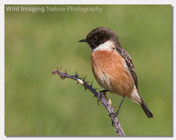Stonechat - Saxicola torquata