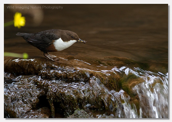 Dipper - Cinclus cinclus