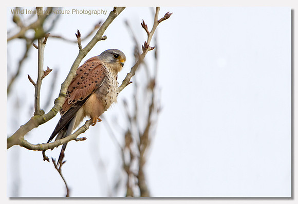 Kestrel - Falco tinnunculus
