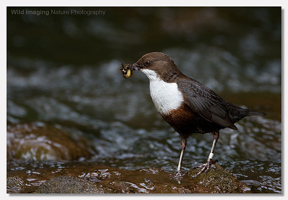 Dipper - Cinclus cinclus