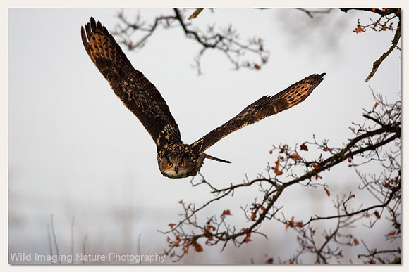 Eurasian Eagle Owl - Bubo bubo (captive bird)
