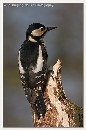 Great spotted woodpecker - Dendrocopos major