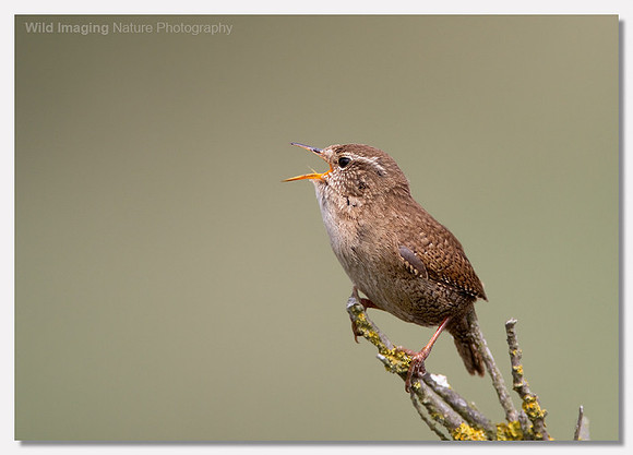 Wren - Troglodytes troglodytes