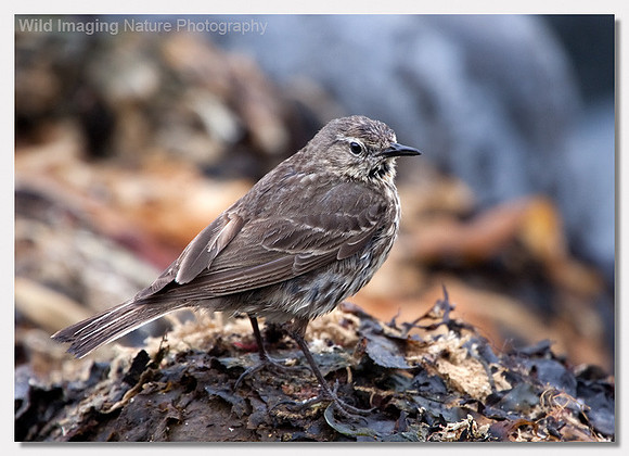 Rock pipit - Anthus petrosus