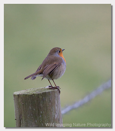 Robin - Erithacus rubecula