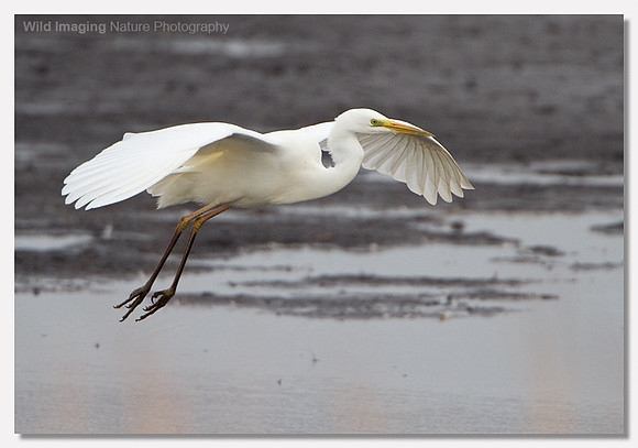 Great white egret - Ardea alba