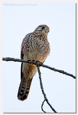 Kestrel - Falco tinnunculus