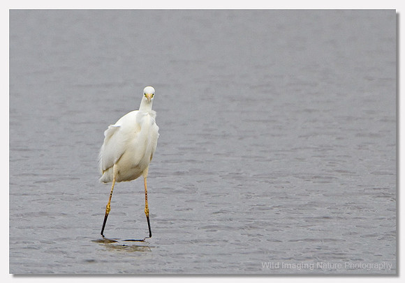 Great white egret - Ardea alba