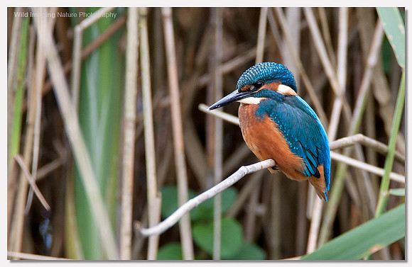 Kingfisher - Alcedo atthis