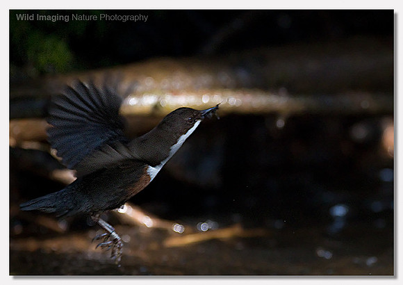 Dipper - Cinclus cinclus