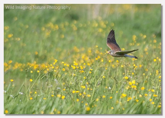 Kestrel - Falco tinnunculus