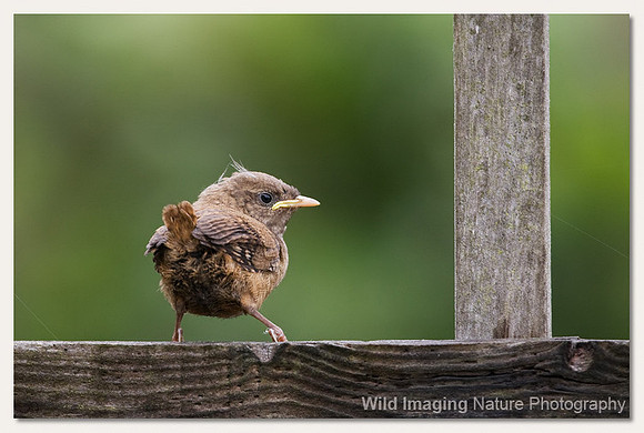 Wren - Troglodytes troglodytes