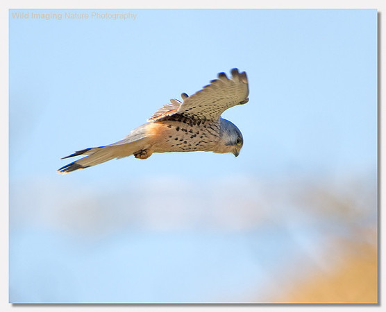 Kestrel - Falco tinnunculus