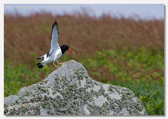 Oystercatcher - Haematopus ostralegus
