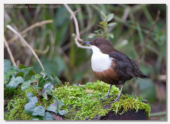 Dipper - Cinclus cinclus