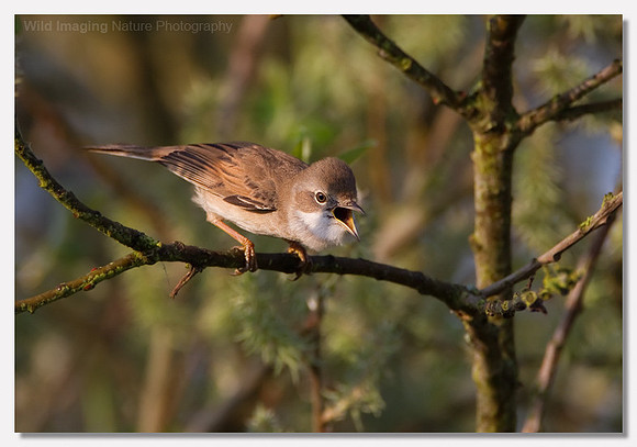 Whitethroat - Sylvia communis