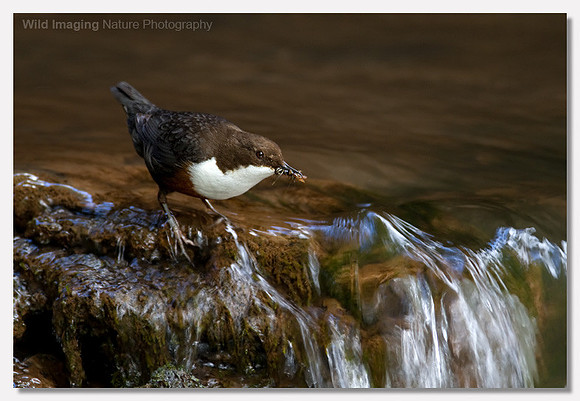 Dipper - Cinclus cinclus
