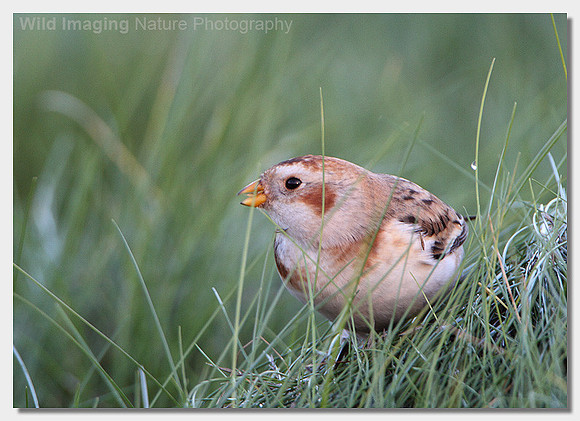 Snow bunting - Plectrophenax nivalis